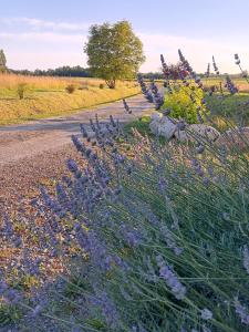 B&B / Chambres d'hotes Le Moulin du Comte : Chambre Lit Queen-Size - Vue sur Jardin