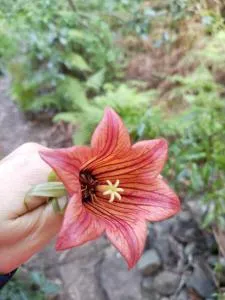 Casita con jardín - Caleta de Interián