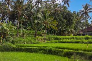 Nandanaa 1 BR Villa With Garden View ZN246