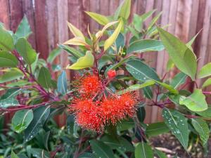 The Cricket House - Family & Pet-Friendly Home