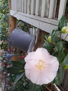 Ellson House - The Heart of the Hunter