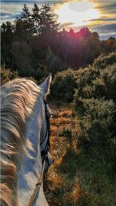 Apt 9 Modern holiday home on Equestrian Centre
