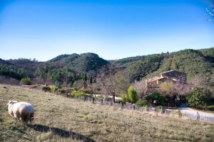 Maisons de vacances Mas Suejol : photos des chambres