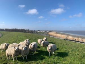 Neues Ferienhaus Nr 86 für bis zu 5 Persdirekt am Wattenmeer, hundefreundlich eingezäunt