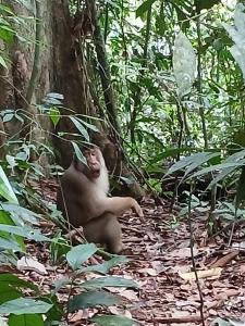 Wild Paradise Guest House & Jungle Trekking Only Booking With Us