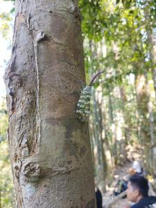 Wild Paradise Guest House & Jungle Trekking Only Booking With Us