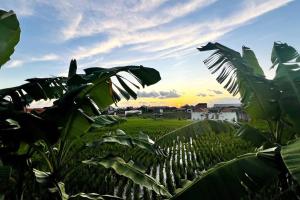 Private Pool, 2 Br Villa with Rice Views , Canggu