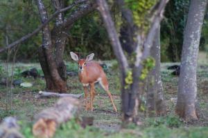 Refreshing Mountain FarmStay w Boma,Pool,Hikes,Obstacle Course
