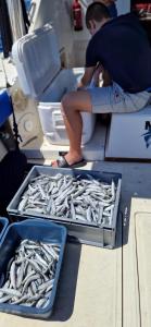 Fishing Chatrer -Big game-izleti brodom