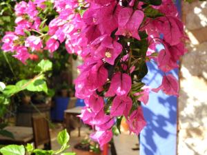 Hotel Casa Bougainvillea