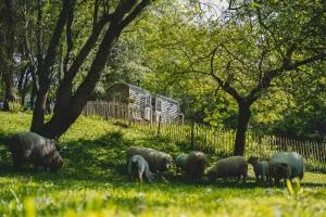 Somerset Shepherds Huts - Winsham