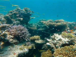 Nujuma, a Ritz-Carlton Reserve