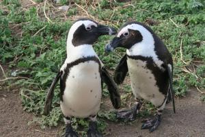 Hidden gem in bush 350m from main beach