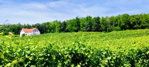 Antmann Bor Terasz Szállás