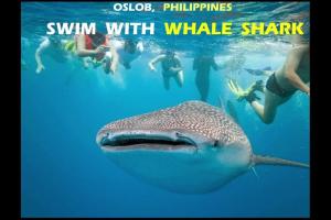 14T Walking distance to Ayala and IT Park with WIFI