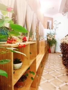 Hiên Cúc Vàng Homestay