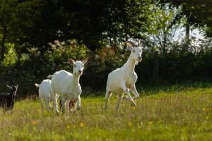 Head For The Hills Glamping - Shepherds Hut