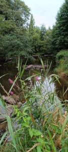 B&B / Chambres d'hotes Beeeel campagne - Studio nature entoure de chevres : photos des chambres