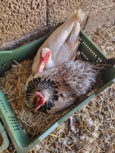 Tantulia la casita del Caballo