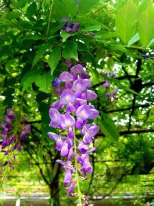 Guest house Glicinia