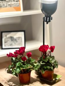 Natural RED Passion in Perugia Downtown