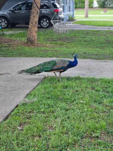 Nature Coast Getaway #2 - Comfy 2 Bedroom