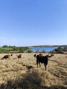 Rancho Liota - 6 suítes - próximo às cachoeiras