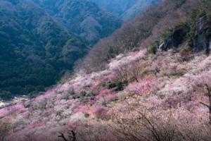 湯河原 Hama no ie