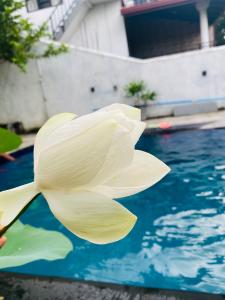 Tranquil view