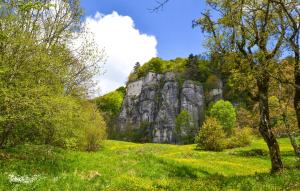 Pet Friendly Apartment