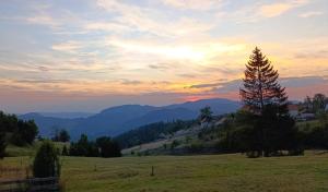 Planinski beg, Tara, Sekulići
