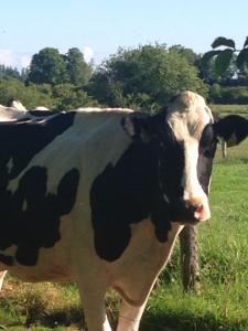 Mountains View Staycation