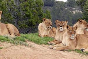 Campings mobile home 047 : photos des chambres