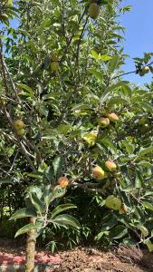 Charmante Villa à assilah