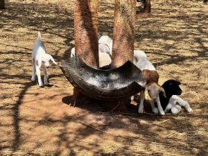 Kichaka Private Camp