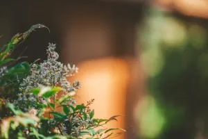 Quinta do Lameiro - Mazes