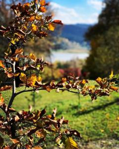 RUBIESZCZA domki z kominkiem i widokiem na jezioro