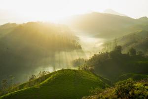 Camelot Resort-A Boutique Escape in the Munnar Hills