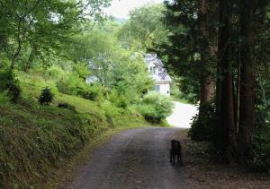 Pantgwyn Bach - Private Apartment