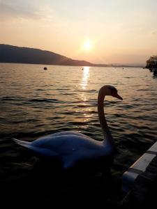 Appartements View Lake 1 ! Veyrier-du-Lac : photos des chambres