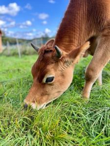 Roulotte en bois tout confort