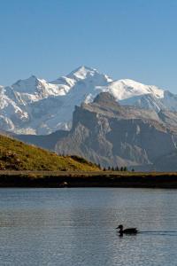 Appartements Entre Giffre et Valentine : photos des chambres