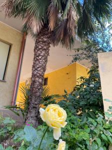 Giardini Verdi Notte stellata img15