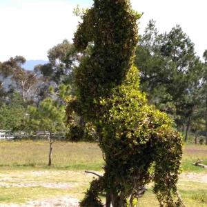 Cabaña Amealco Encino