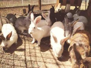 Cabaña Amealco Cipreses