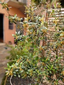 La Chamade en Beaujolais