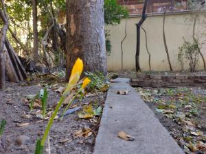 Central Charming Home with Garden near Parking and NDK