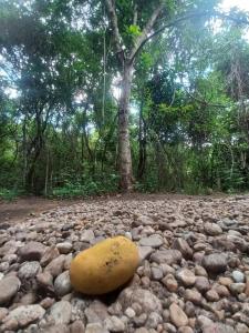 Vila Floresta, Chalé Manga Doce