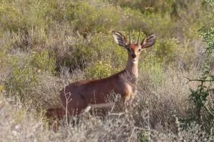 Wildschutzkloof in die veldt lodge - Хейдельберг