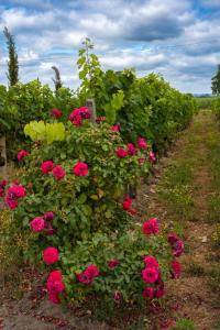 B&B / Chambres d'hotes Chateau Vieux Clos Saint Emilion : photos des chambres